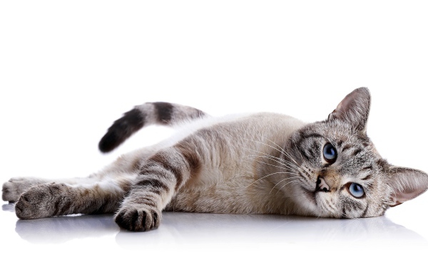 Серый голубоглазый кот на белом фоне