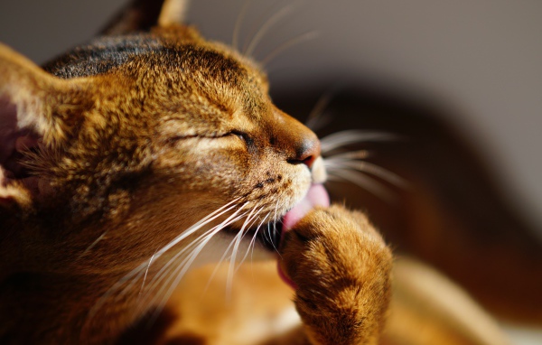 Серый кот облизывает лапу