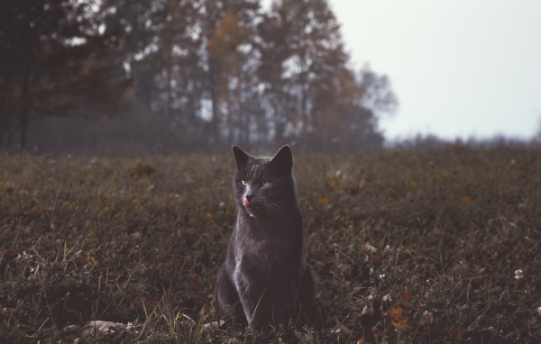 Серый кот видит траве осенью