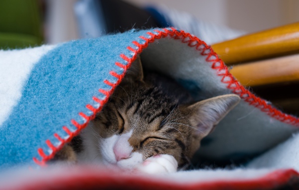 Серый кот спит под теплым одеялом