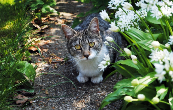 Серый кот с зелеными глазами в цветах 