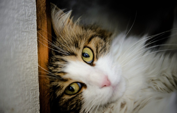 Зеленоглазый красивый кот лежит у стены