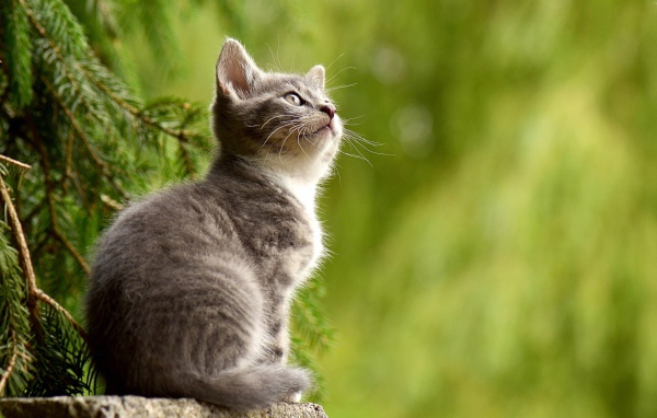 Заинтересованный взгляд маленького серого котенка