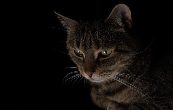 Большой серый кот смотрит вниз 