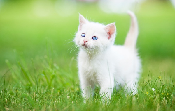 Маленький голубоглазый белый котенок на зеленой траве
