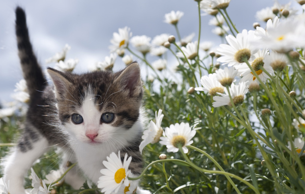 Маленький милый котенок в белых ромашках