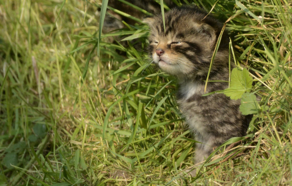 Маленький серый котенок в траве 