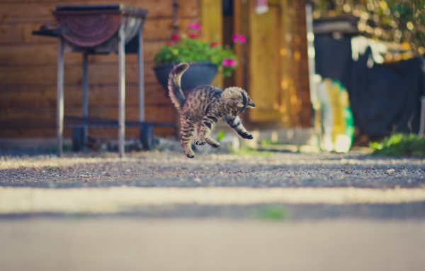 Маленький серый котенок прыгает на асфальте