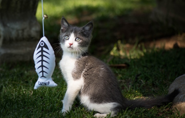 Маленький котенок играет с игрушкой на зеленой траве