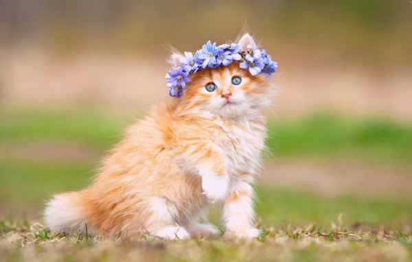 Маленький рыжий котенок с цветами на голове