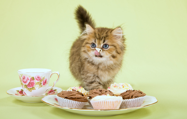 Милый котенок ест пирожное с кремом