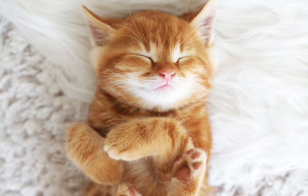 Милый спящий рыжий котенок