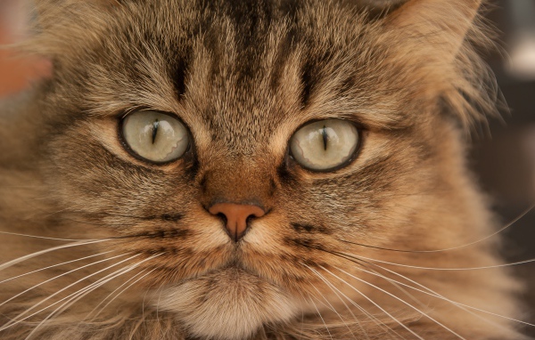 Морда большой пушистой серой кошки