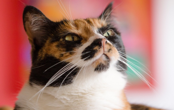 Морда кошки черепахового окраса