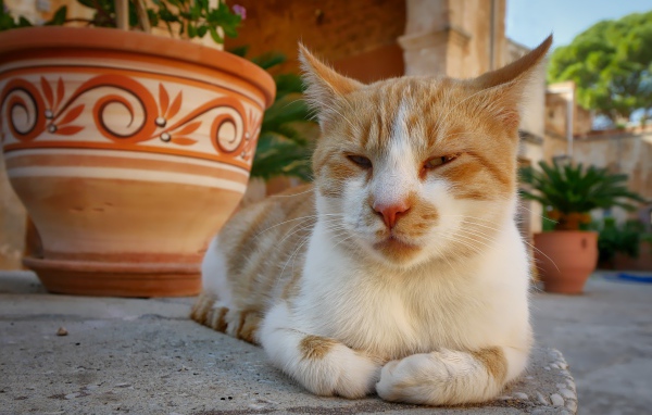 Рыже-белая кошка лежит на дороге у кувшина