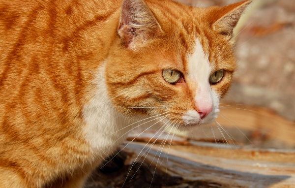 Красная макрель табби кошка