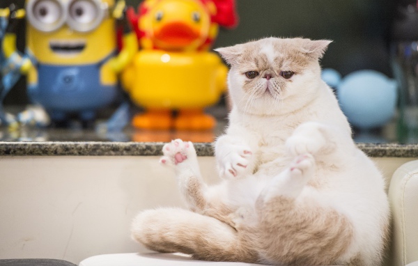 Грустный кот породы экзотическая короткошёрстная кошка