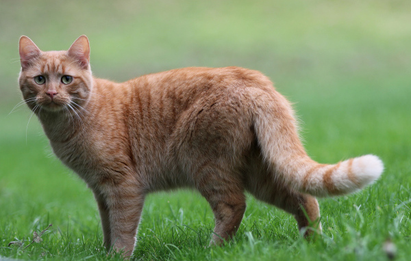 Грустный рыжий кот стоит на зеленой траве