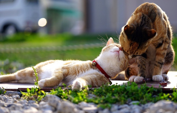 Весенняя кошачья любовь 