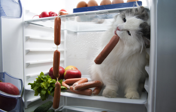 Кот ворует сосиски с холодильника