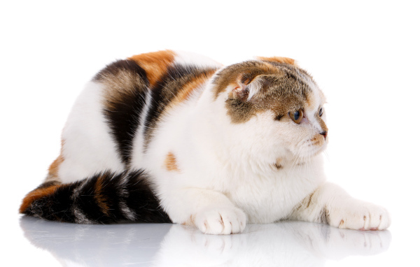 Трехцветная кошка породы Скоттиш-фолд на белом фоне