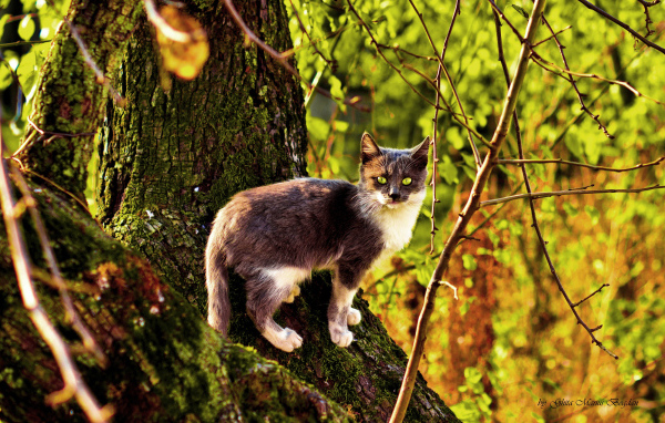 Трехцветная кошка на дереве осенью