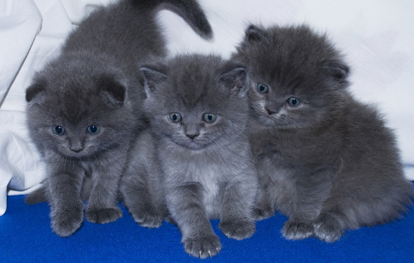 Три маленьких забавных серых котенка 