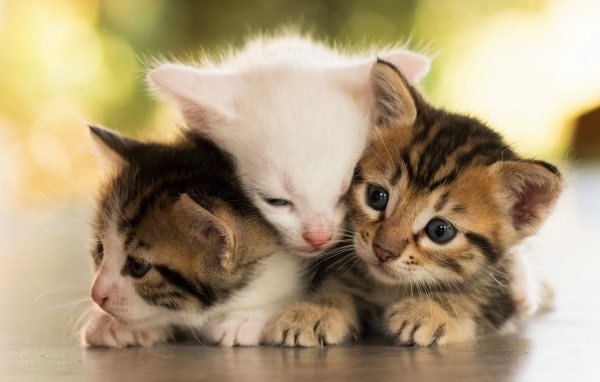 Три маленьких котенка греют друг друга