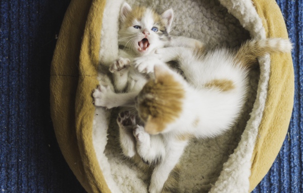 Два маленьких забавных котенка 