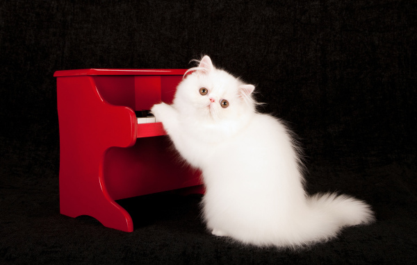 Белый пушистый кот с красным пианино на черном фоне