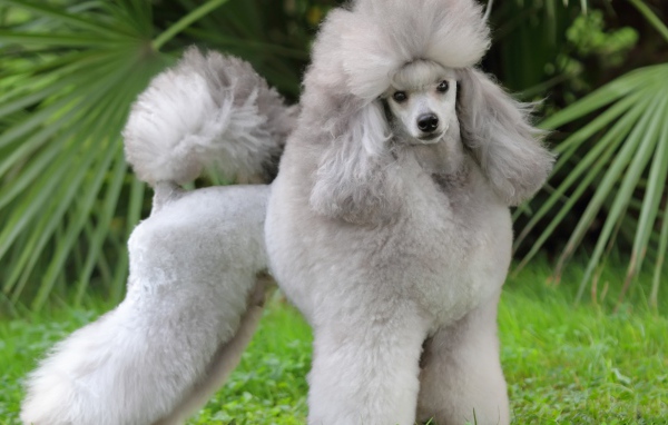 Красивый пушистый серый пудель позирует