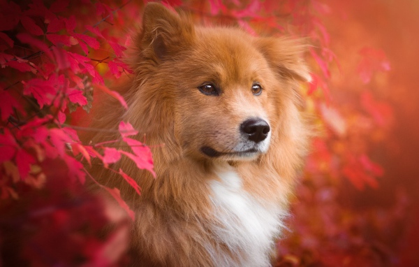 Большая рыжая собака с грустной мордой