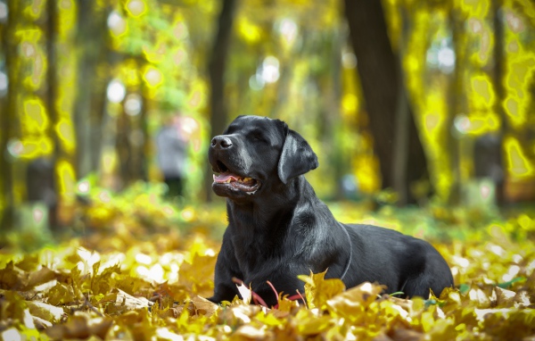 Черный лабрадор отдыхает на опавшей желтой листве