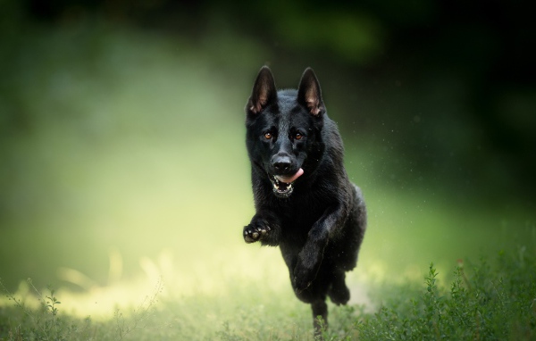 Черная овчарка бежит по траве с высунутым язык