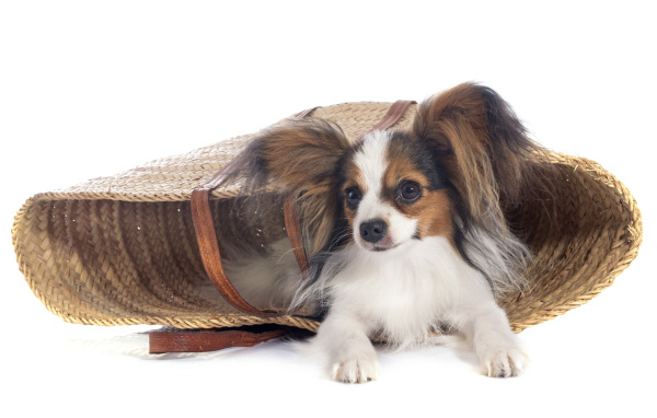 Собака чихуахуа лежит в соломенной корзинке на белом фоне