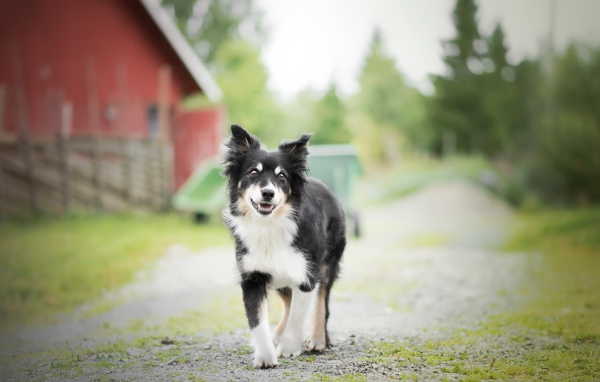 Собака породы бордер колли стоит на дороге