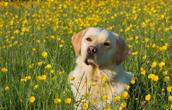 Собака породы золотистый ретривер сидит в поле желтых лютиков