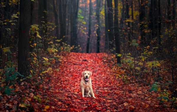 Собака породы золотистый ретривер сидит на желтой листве в лесу осенью