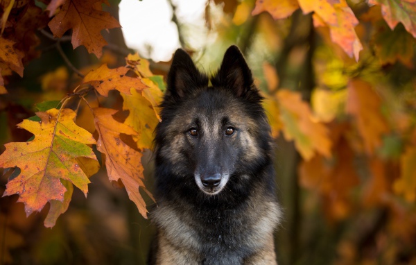 Собака в желтых осенних дубовых листьях