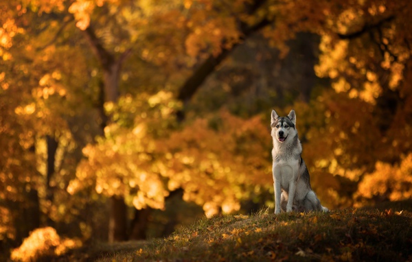 Собака породы хаски сидит на поляне в осеннем парке