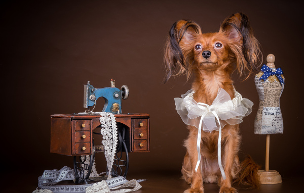 Собака породы русский той терьер позирует в наряде
