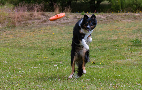 Собака породы Бордер-колли в прыжке