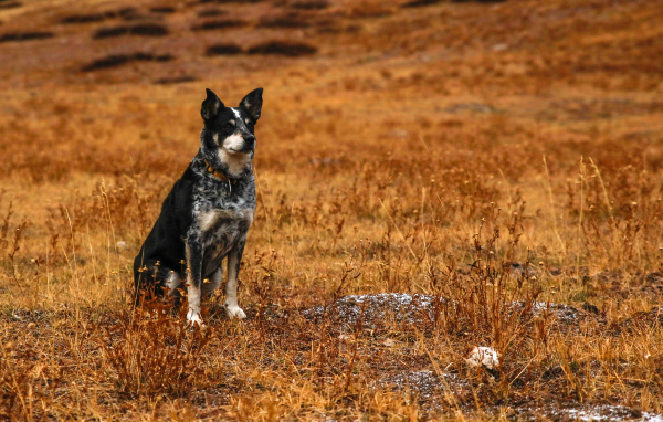 Собака с умной мордой сидит на сухой траве