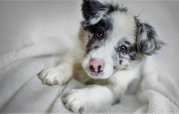 Забавная морда щенка бордер-колли