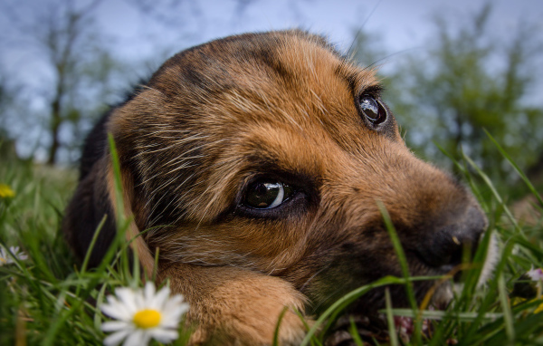 Маленький щенок с грустной мордой лежит на зеленой траве