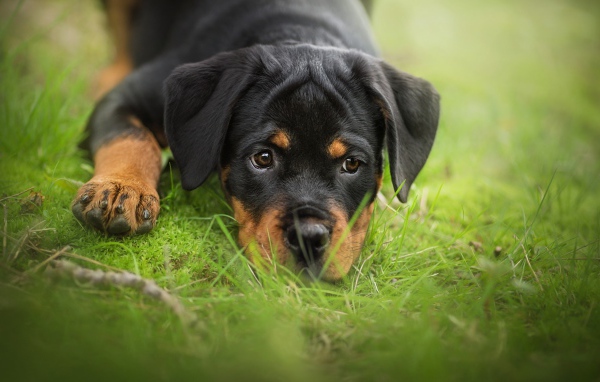 Грустный щенок ротвейлера лежит на зеленой траве
