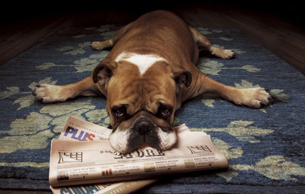 Грустный бульдог лежит на газетах