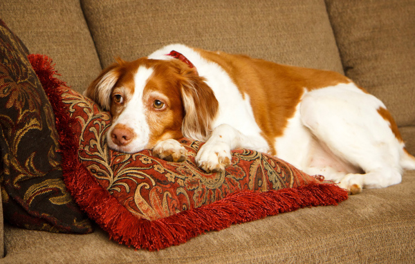 Грустная собака породы спаниель лежит на подушках 