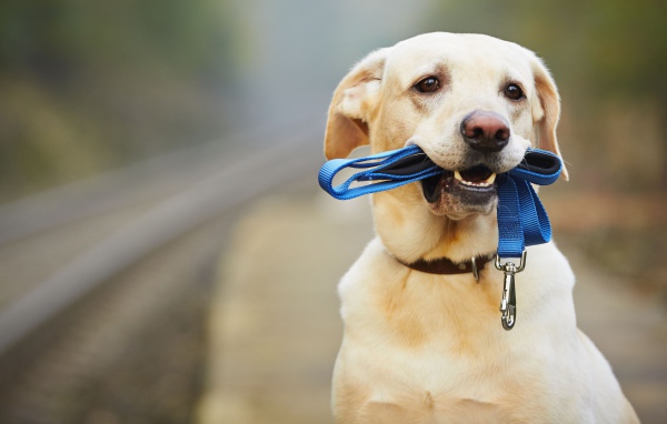 Грустный лабрадор сидит на дороге с синим поводком в зубах