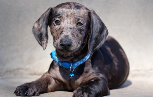 Грустный щенок таксы с голубым ошейником 